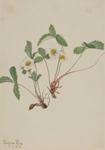 Vaalea mansikka (Fragaria glauca) tekijältä Mary Vaux Walcott