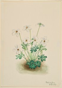 Pansy Violet (Viola pedata) tekijältä Mary Vaux Walcott