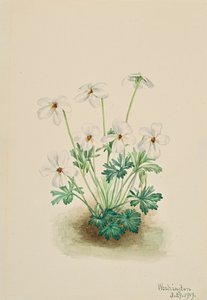 Pansy Violet Viola kulutuspinta, 1919. tekijältä Mary Vaux Walcott