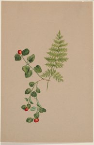 Partridgeberry (Mitchella repens) tekijältä Mary Vaux Walcott