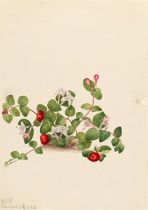 Partridgeberry (Mitchella repens) tekijältä Mary Vaux Walcott