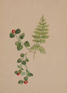 Partridgeberry Mitchella repens, n. 1883. tekijältä Mary Vaux Walcott