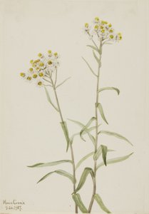 Pearl Everlasting Anaphalis margaritacea, 1917. tekijältä Mary Vaux Walcott