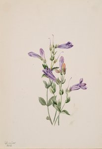 Penstemon Penstimon fruiticosus, 1903. tekijältä Mary Vaux Walcott