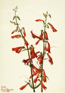 Pentstemon (Pentstemon barbatus) tekijältä Mary Vaux Walcott