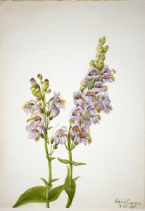 Pentstemon (Pentstemon macranthus) tekijältä Mary Vaux Walcott