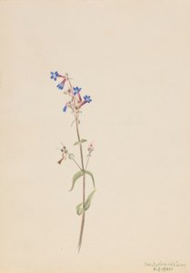 Pentstemon (Pentstemon procerus) tekijältä Mary Vaux Walcott