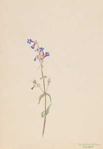 Penstemon Penstemon procerus, 1905. tekijältä Mary Vaux Walcott