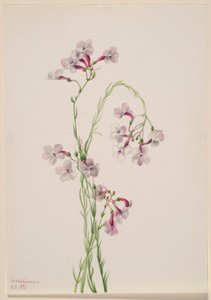 Pentstemon ambiguus tekijältä Mary Vaux Walcott