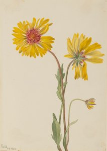 Monivuotinen Gaillardia Gaillardia aristata, 1904. tekijältä Mary Vaux Walcott