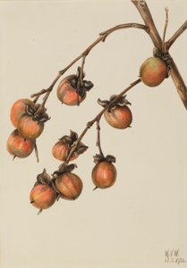 Kaki (Diospyros virginiana) tekijältä Mary Vaux Walcott