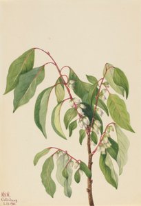 Kaki (Diospyros virginiana) tekijältä Mary Vaux Walcott