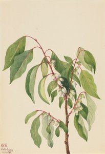 Persimmon Diospyros virginiana, 1932. tekijältä Mary Vaux Walcott