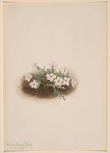 Phlox tekijältä Mary Vaux Walcott