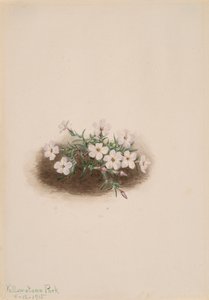 Phlox, 1915. tekijältä Mary Vaux Walcott