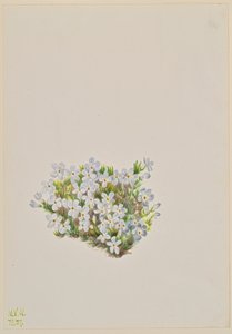 Phlox Phlox caespitosa, 1937. tekijältä Mary Vaux Walcott