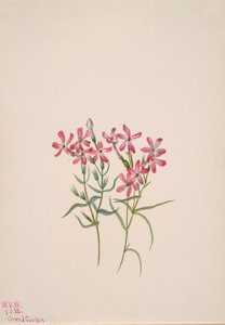 Phlox stansburyi, 1938. tekijältä Mary Vaux Walcott