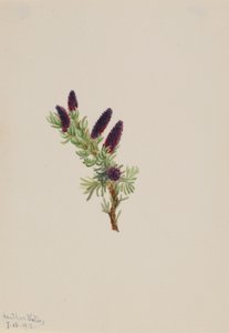 Picea engelmanni tekijältä Mary Vaux Walcott