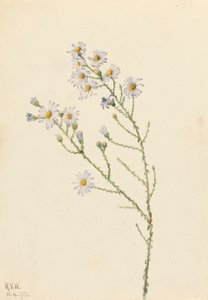 Pineland Aster Aster squarrosus, 1922. tekijältä Mary Vaux Walcott