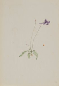 Pinguicula vulgaris tekijältä Mary Vaux Walcott