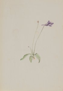 Pinguicula vulgaris, n. 1930-luvun alku. tekijältä Mary Vaux Walcott