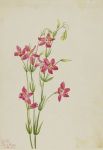 Vaaleanpunainen Centaurium (Centaurium venustum) tekijältä Mary Vaux Walcott