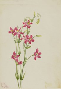 Vaaleanpunainen Centaurus Centaurus venustum, 1925. tekijältä Mary Vaux Walcott