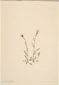Vaaleanpunainen kirppis (Erigeron jucundus) tekijältä Mary Vaux Walcott