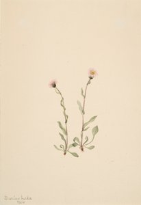 Pink Fleabane Erigeron jucundus, 1904. tekijältä Mary Vaux Walcott
