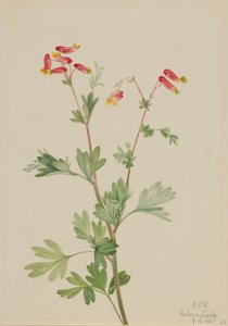 Vaaleanpunainen Fumeroot (Capnoides sempervirens) tekijältä Mary Vaux Walcott