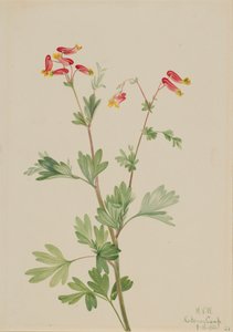 Pink Fumeroot Capnoides sempervirens, 1922. tekijältä Mary Vaux Walcott