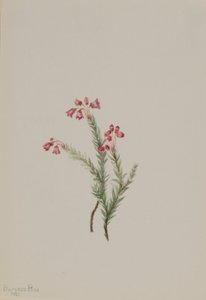 Vaaleanpunainen kanerva (Phyllodoce empetriformis) tekijältä Mary Vaux Walcott