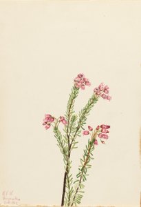 Vaaleanpunainen vuoriheinä (Phyllodoce empetriformis) tekijältä Mary Vaux Walcott
