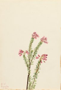 Pink Mountain Heather Phyllodoce empetriformis, 1924. tekijältä Mary Vaux Walcott