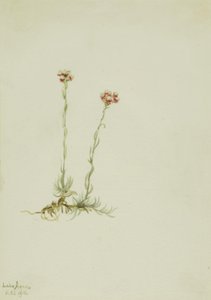 Vaaleanpunaiset pussitossut (Antennaria rosea) tekijältä Mary Vaux Walcott
