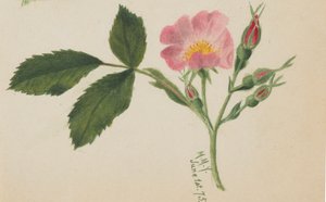 Vaaleanpunainen ruusu, 1875. tekijältä Mary Vaux Walcott