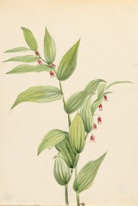 Pink Twisted Stalk Streptopus curvipes, 1913. tekijältä Mary Vaux Walcott