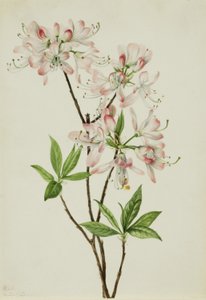 Pinkshell Azalea (Azalea vaseyi) tekijältä Mary Vaux Walcott