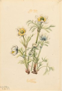 Plume Anemone (Pulsatilla occidentalis) tekijältä Mary Vaux Walcott