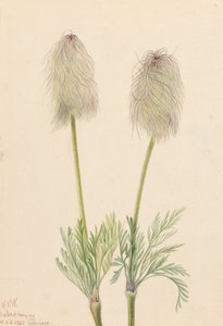 Plume Anemone Pulsatilla occidentalis, 1923. tekijältä Mary Vaux Walcott