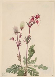 Preeria-savu (Sieversia ciliata) tekijältä Mary Vaux Walcott