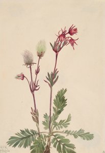 Prairie-Smoke Sieversia ciliata, 1921. tekijältä Mary Vaux Walcott