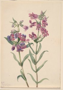 Preeria-pentstemon (Pentstemon erianthera) tekijältä Mary Vaux Walcott