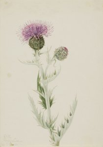 Prairie Thistle Cirsium undulatum, 1923. tekijältä Mary Vaux Walcott