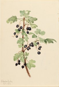 Piikikäs herukka (Ribes lacustre) tekijältä Mary Vaux Walcott