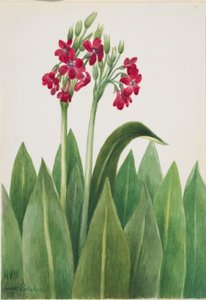 Primrose (Primula parryi) tekijältä Mary Vaux Walcott