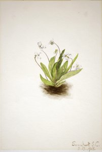 Primrose Violet (Viola primulifolia) tekijältä Mary Vaux Walcott
