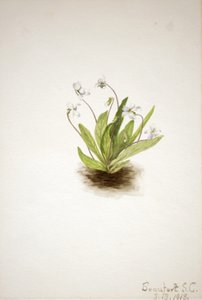 Primrose Violet Viola primulifolia, 1918. tekijältä Mary Vaux Walcott