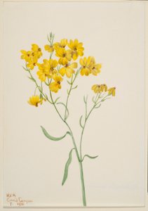 Psilostrophe sparsiflora tekijältä Mary Vaux Walcott