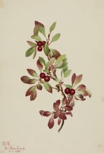 Ptarmiganperry Arktus alpina, 1922. tekijältä Mary Vaux Walcott